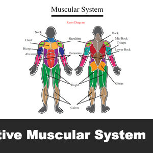 Interactive Muscular System
